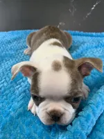 Cowboy AKC, a male Boston Terrier for sale in Tulare, CA – 5 of 10