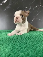 AKC Cowboy, a male Boston Terrier for sale in Tulare, CA – 10 of 10