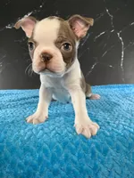 Cowboy AKC, a male Boston Terrier for sale in Tulare, CA – 2 of 10