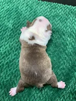 AKC Cowboy, a male Boston Terrier for sale in Tulare, CA – 6 of 10