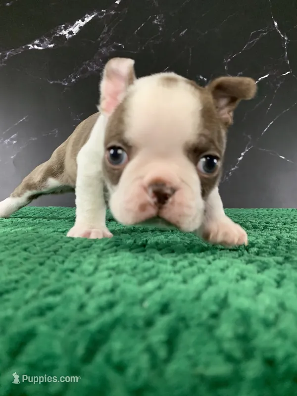 AKC Cowboy – Boston Terrier puppy for sale in Tulare, CA