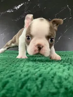 AKC Cowboy, a male Boston Terrier for sale in Tulare, CA – 1 of 10