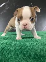 AKC Louise, a female Boston Terrier for sale in Tulare, CA – 9 of 10