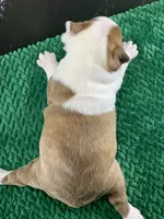 AKC Louise, a female Boston Terrier for sale in Tulare, CA – 5 of 10