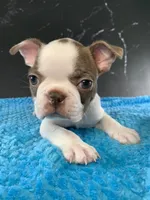 Cowboy AKC, a male Boston Terrier for sale in Tulare, CA – 8 of 10