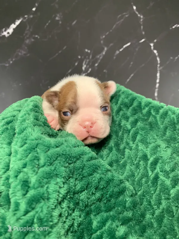 AKC Louise – Boston Terrier puppy for sale in Tulare, CA