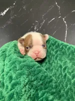 AKC Louise, a female Boston Terrier for sale in Tulare, CA – 1 of 10