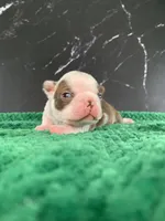 AKC Cowboy, a male Boston Terrier for sale in Tulare, CA – 4 of 10