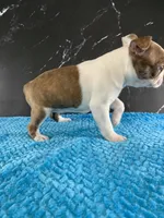 AKC Louise, a female Boston Terrier for sale in Tulare, CA – 4 of 10