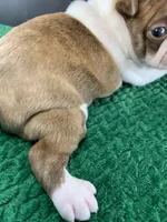AKC Louise, a female Boston Terrier for sale in Tulare, CA – 6 of 10