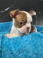 AKC Louise, a female Boston Terrier for sale in Tulare, CA – 3 of 10