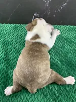 AKC Cowboy, a male Boston Terrier for sale in Tulare, CA – 4 of 9