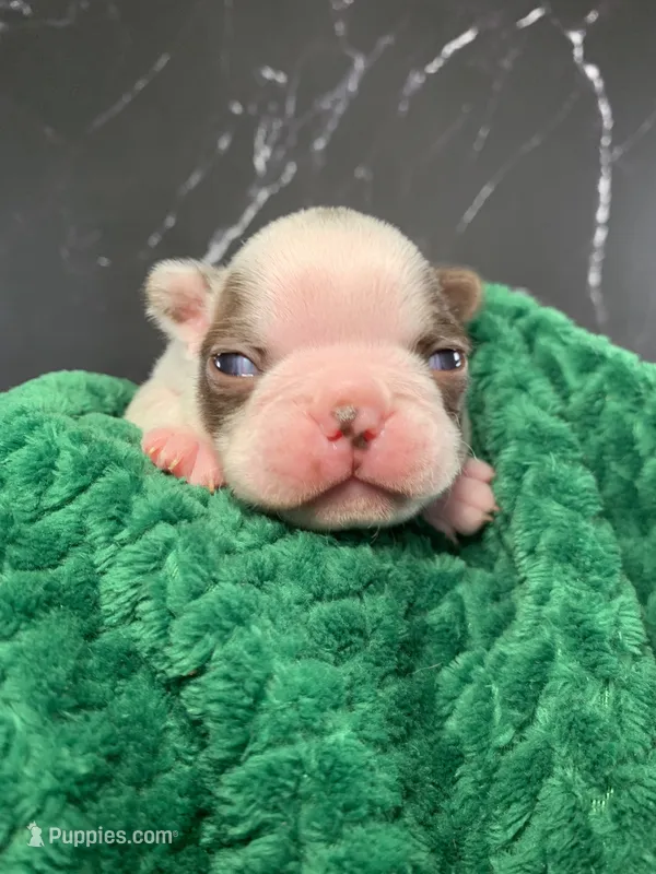 AKC Cowboy – Boston Terrier puppy for sale in Tulare, CA