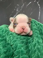 AKC Cowboy, a male Boston Terrier for sale in Tulare, CA – 1 of 10