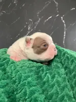 AKC Cowboy, a male Boston Terrier for sale in Tulare, CA – 10 of 10