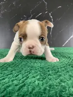 AKC Louise, a female Boston Terrier for sale in Tulare, CA – 4 of 10