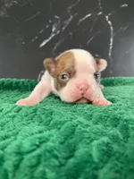 AKC Louise, a female Boston Terrier for sale in Tulare, CA – 4 of 10