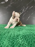 AKC Cowboy, a male Boston Terrier for sale in Tulare, CA – 9 of 10