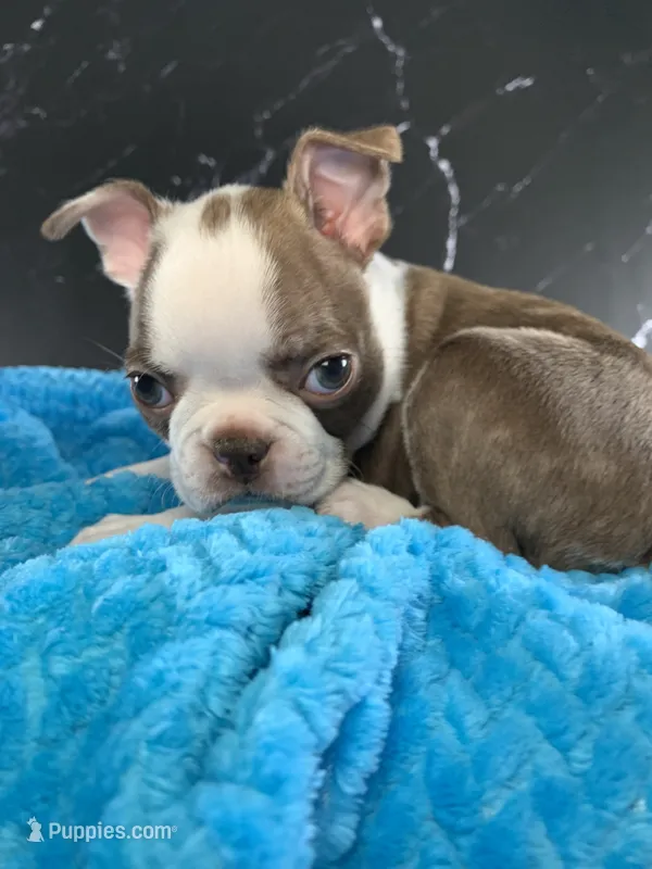 Cowboy AKC – Boston Terrier puppy for sale in Tulare, CA