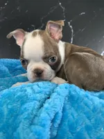 Cowboy AKC, a male Boston Terrier for sale in Tulare, CA – 1 of 10