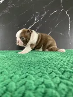 AKC Cowboy, a male Boston Terrier for sale in Tulare, CA – 9 of 9
