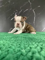 AKC Cowboy, a male Boston Terrier for sale in Tulare, CA – 8 of 10