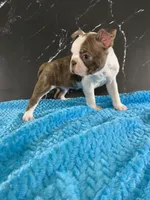 Cowboy AKC, a male Boston Terrier for sale in Tulare, CA – 9 of 10