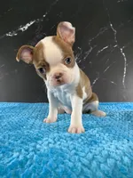 AKC Louise, a female Boston Terrier for sale in Tulare, CA – 8 of 10