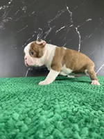 AKC Louise, a female Boston Terrier for sale in Tulare, CA – 10 of 10