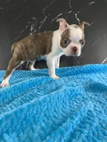 Cowboy AKC, a male Boston Terrier for sale in Tulare, CA – 4 of 10