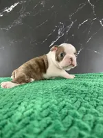 AKC Cowboy, a male Boston Terrier for sale in Tulare, CA – 3 of 9