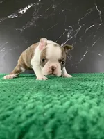 AKC Cowboy, a male Boston Terrier for sale in Tulare, CA – 7 of 10