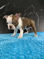 Cowboy AKC, a male Boston Terrier for sale in Tulare, CA – 10 of 10