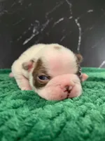 AKC Cowboy, a male Boston Terrier for sale in Tulare, CA – 2 of 10