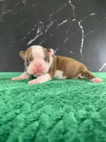 AKC Louise, a female Boston Terrier for sale in Tulare, CA – 2 of 10
