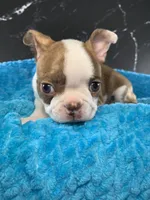 AKC Louise, a female Boston Terrier for sale in Tulare, CA – 10 of 10