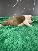 AKC Cowboy, a male Boston Terrier for sale in Tulare, CA – 6 of 10