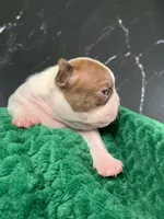 AKC Louise, a female Boston Terrier for sale in Tulare, CA – 8 of 10