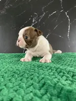 AKC Cowboy, a male Boston Terrier for sale in Tulare, CA – 7 of 9