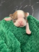 AKC Louise, a female Boston Terrier for sale in Tulare, CA – 5 of 10