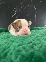 AKC Louise, a female Boston Terrier for sale in Tulare, CA – 10 of 10