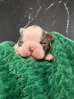 AKC Cowboy, a male Boston Terrier for sale in Tulare, CA – 7 of 10