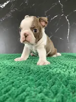 AKC Cowboy, a male Boston Terrier for sale in Tulare, CA – 2 of 10