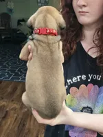 Girl 4, a female Great Dane for sale in Camby, IN – 1 of 3
