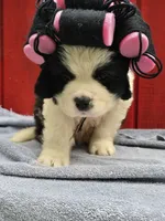 Boy 1, a male Saint Bernard for sale in Camby, IN – 3 of 6