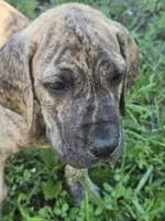 Boy 1, a male Great Dane for sale in Camby, IN – 4 of 5