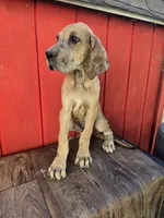 Boy 4, a male Great Dane for sale in Camby, IN – 3 of 5