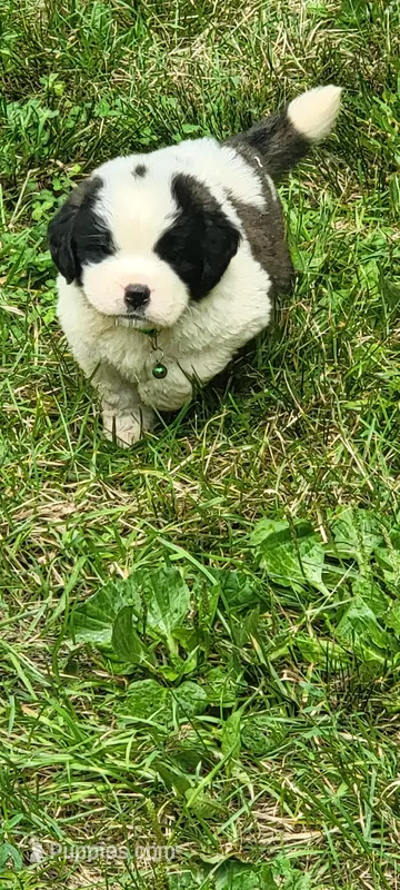 Boy 3 – Saint Bernard puppy for sale in Camby, IN