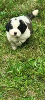 Boy 3, a male Saint Bernard for sale in Camby, IN – 1 of 1