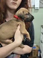 Girl 4, a female Great Dane for sale in Camby, IN – 2 of 3